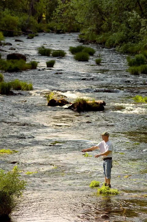 A person fishing in a shallow river surrounded by lush green trees.