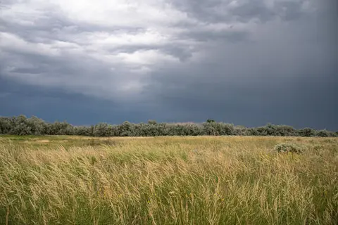 A field of tall grass under a stormy sky.