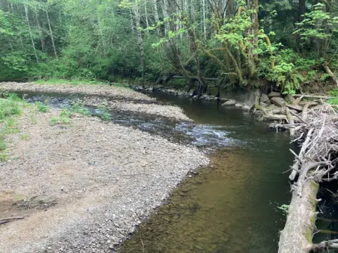 A small creek flowing through a forest with a gravel bar.