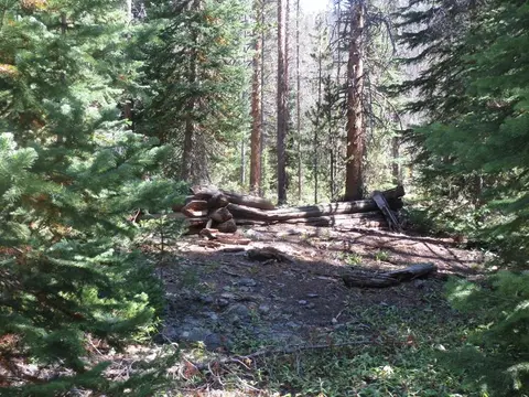 A forest landscape containing fallen logs and dense pine trees.