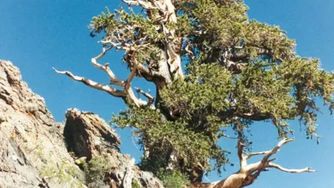 An ancient bristlecone pine tree grows on a rocky mountain slope under a blue sky.