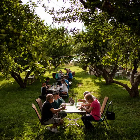 People dine at outdoor tables among trees in an orchard.