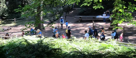 People walking and gathering in a wooded park area with picnic tables.