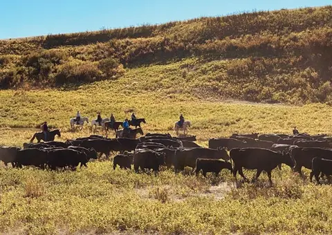 A group of people on horseback herd cattle across a grassy hillside.