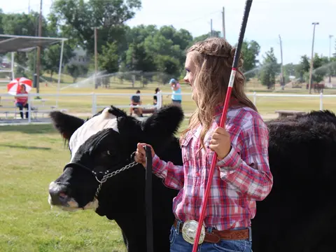 A young woman holds a show steer by a halter in an outdoor field.
