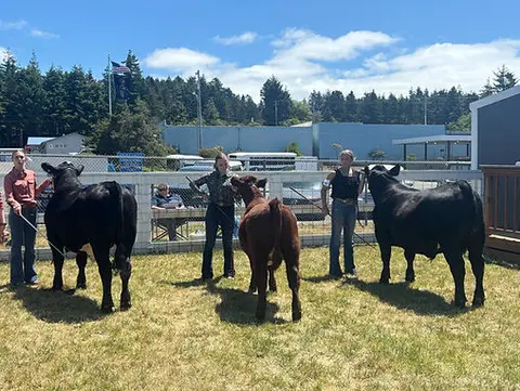 Three participants show their cattle in an outdoor arena.