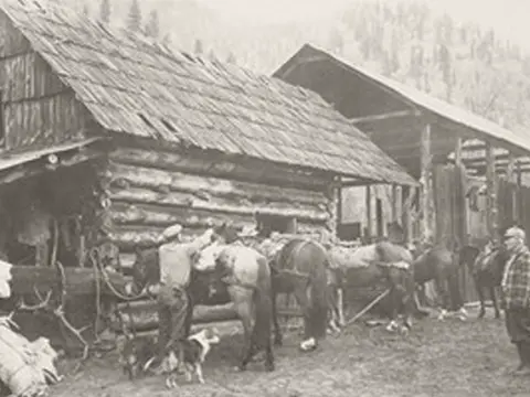 Historic photo showing people working with horses outside a rustic wooden cabin.