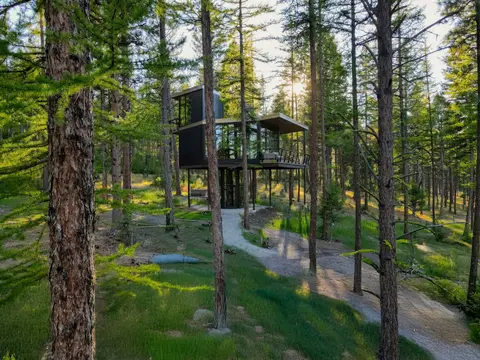 A modern cabin built on stilts stands amidst tall pine trees in a forest.