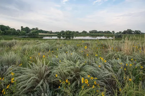 A landscape photograph of a body of water surrounded by grassy fields and wildflowers.