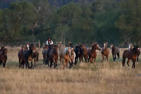 A herd of horses running across a field with a person riding behind them.