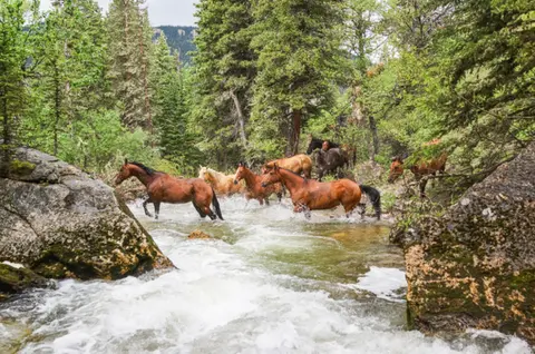 A herd of horses runs across a rushing river in a forest.