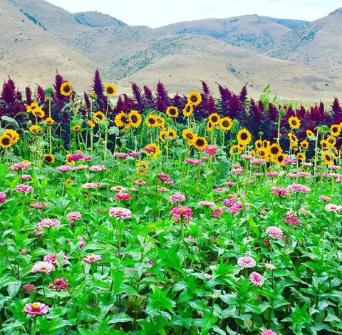 A field of colorful flowers with mountains in the background.