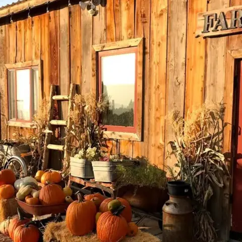 A rustic wooden building decorated with pumpkins and corn stalks.