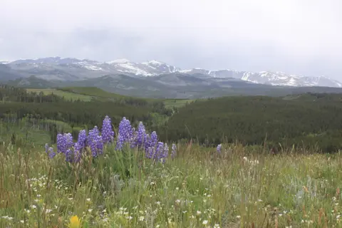 A landscape view showing purple wildflowers in the foreground with forests and snowy mountains in the background.