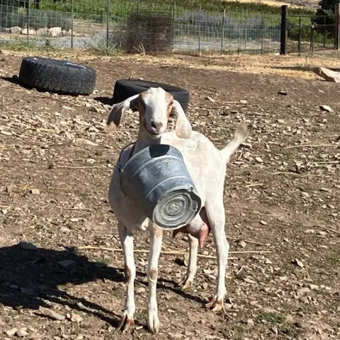 A goat with its head stuck inside a metal bucket in an outdoor enclosure.