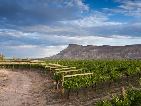 A vineyard with rows of green vines under a partly cloudy sky with mountains in the background.