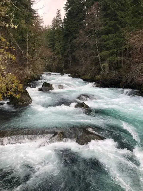A fast-flowing river with white water rapids rushing through a dense forest.
