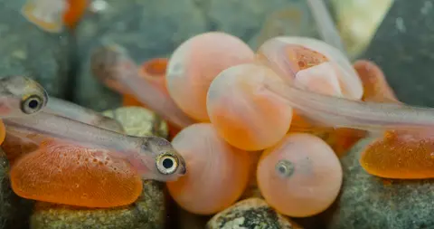 Close-up view of salmon alevins and eggs resting among pebbles underwater.