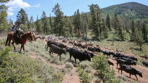 A group of people ride horses while herding cattle through a mountainous, wooded landscape.