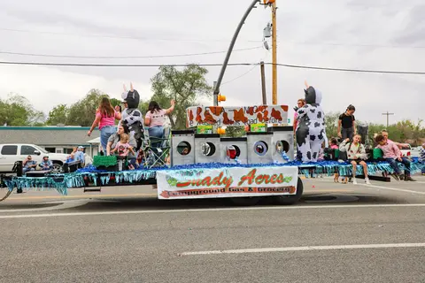 A parade float with people and cow costumes on a trailer on a street.
