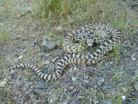 Gopher snake, Succor Creek State Natural Area.