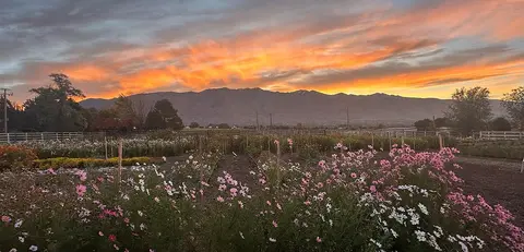 A sunset glows over a field of flowers with mountains in the background.