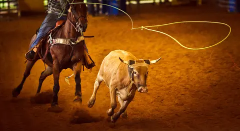 A cowboy on a horse ropes a calf in an arena.