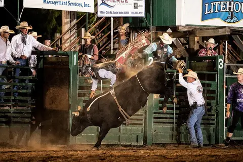 A cowboy falls off a bucking bull in a rodeo arena.