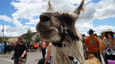 A close-up of a llama outdoors with people in the background.
