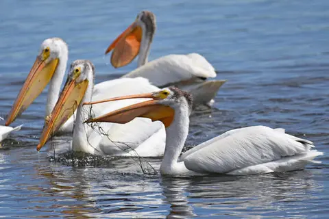 A group of pelicans swimming in the water.