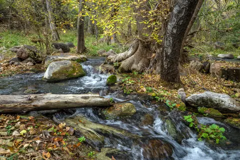 A small creek flows through a rocky, wooded area with fallen leaves.
