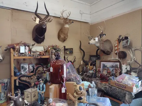 An interior view of a room displaying taxidermy animal heads and various collectibles.