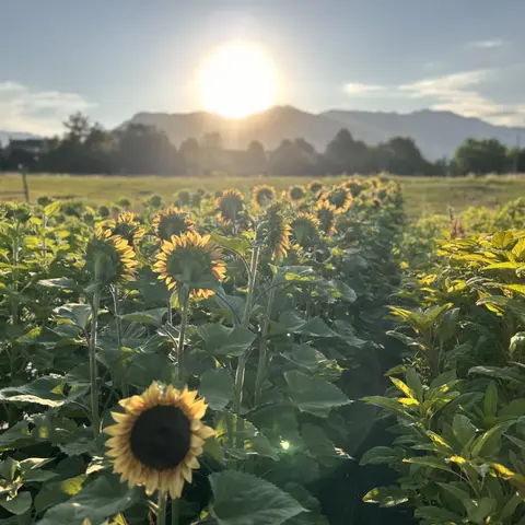 A field of sunflowers with the sun setting behind distant mountains.