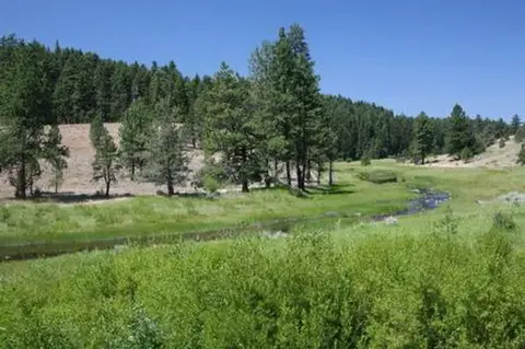 A small creek flowing through a green meadow surrounded by pine trees and a hill.