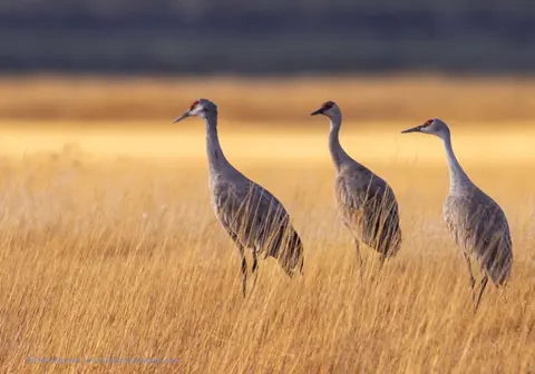 Three cranes stand in a field of tall grass.