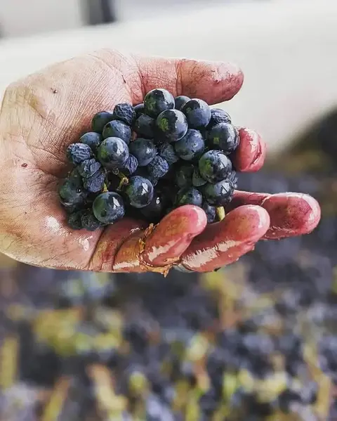 A hand holding a bunch of freshly harvested dark grapes.