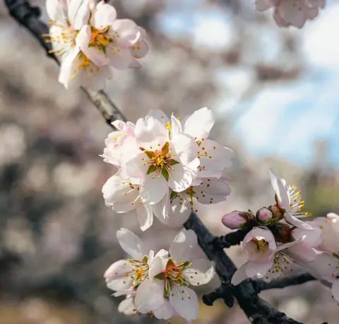A close-up shot of light pink blossoms on a tree branch.