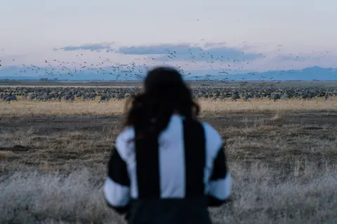 A person looks out over a large flock of birds in a vast field.