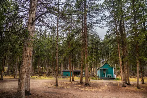 A small green cabin sits among tall pine trees in a forest.