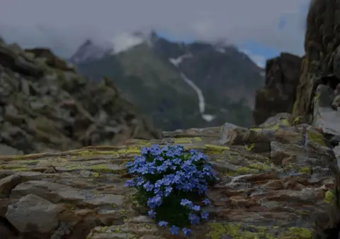 A small cluster of blue wildflowers grows out of a rocky outcrop with a mountain range in the background.