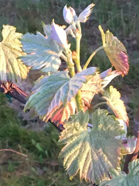 A close-up view of fresh green vine leaves in sunlight.