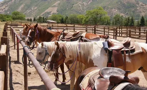 Saddled horses stand in a corral with mountains in the background.