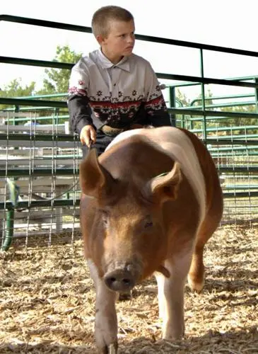 A young boy guides a pig in a pen.