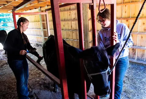 Two young women groom a black cow inside a wooden barn.