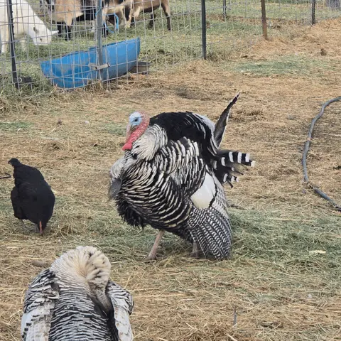 A turkey displays its feathers in a farmyard with other birds and goats in the background.