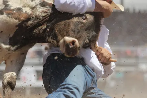 A cowboy wrestles a steer in a rodeo arena.
