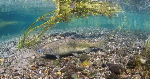 A fish swims underwater in a clear river over a gravel bed with aquatic plants hanging down from the surface.