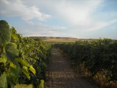 Rows of grapevines stretch under a cloudy sky.