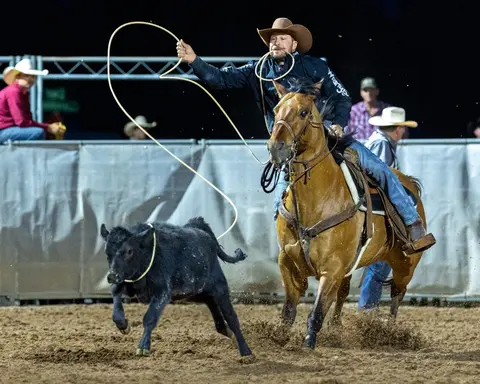 A cowboy on a horse throws a lasso at a calf in a rodeo arena.