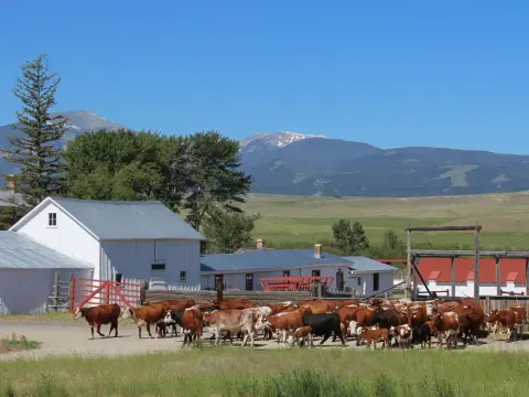 A herd of cattle walks near farm buildings with mountains in the background.